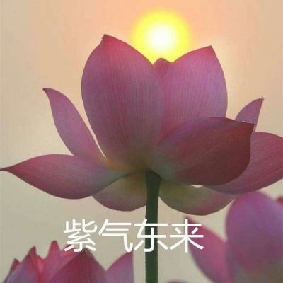 古墓求生游戏官方版下载